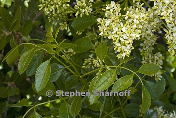 fraxinus dipetala 3 graphic